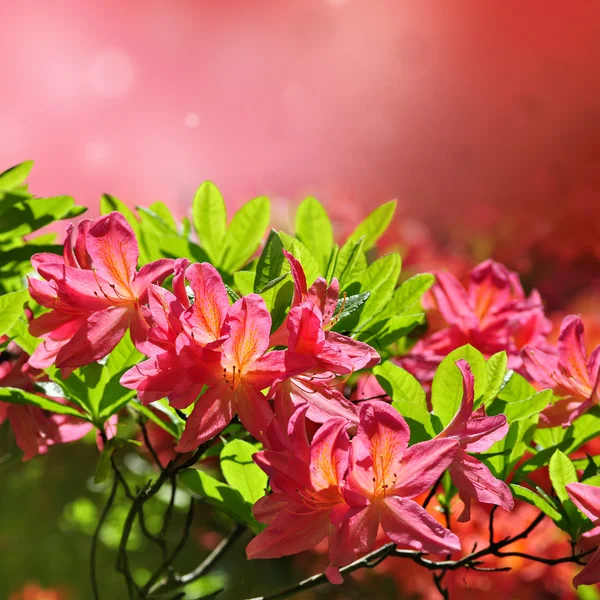 粉红色的杜鹃花盛开 — 图库照片