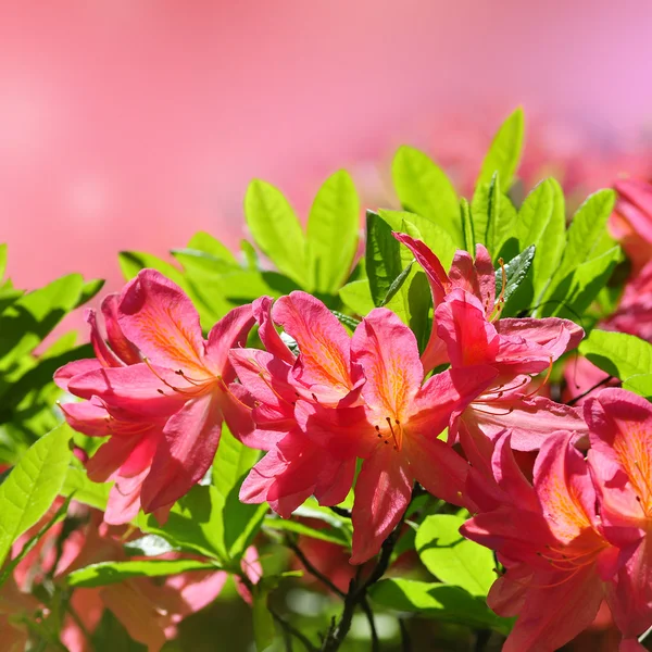 Rosa azalea blommande — Stockfoto