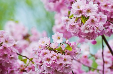 Bahar Sakura Kiraz Çiçeği