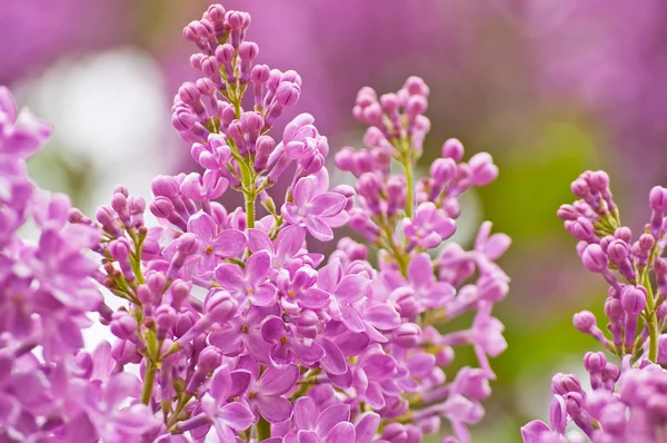 Blooming pink lilac flowers — Stock Photo, Image