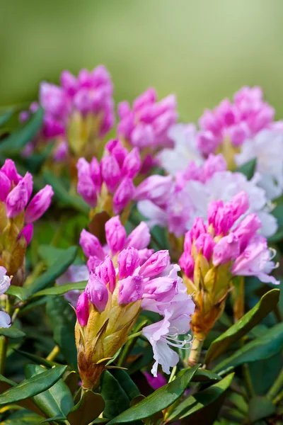 ツツジのピンクの花 — ストック写真