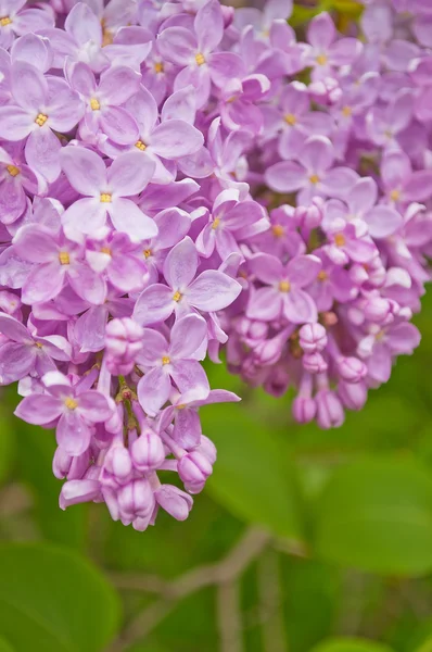 Blooming pink lilac flowers — Stock Photo, Image