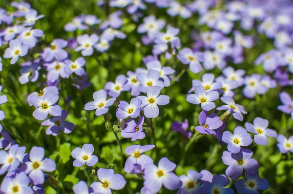 Mech purpurowe kwiaty domowe kwiaty — Zdjęcie stockowe