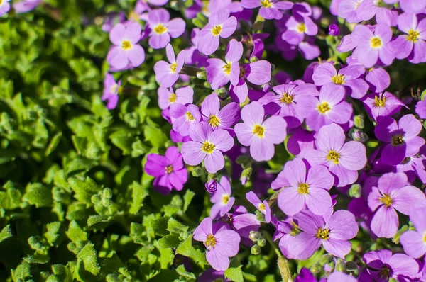 Pink moss phlox flowers — Stock Photo, Image