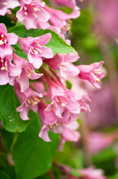 Flowers of pink weigela — Stock Photo, Image