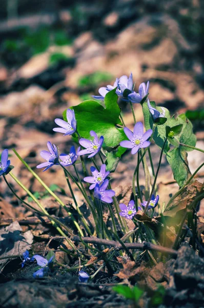 Vilda blommor blåsippa i vår skog. — Stockfoto