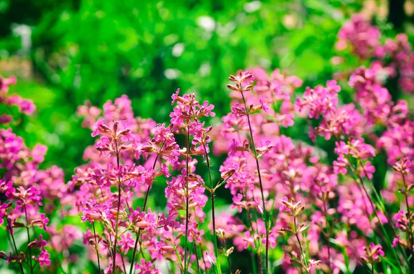 Rosa sommar blommor på ängen — Stockfoto