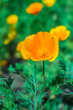 Tam çiçeklenme Eschscholzia californica parlak turuncu california haşhaş