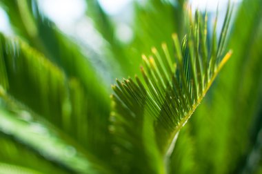 Güneş yeşil palmiye bırakın parlıyor. Sığ derinlik-in tarla