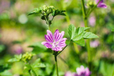 Görünümü Kapat doğal arka plan ile bir Mallow vahşi çiçek. Malva Silvestris