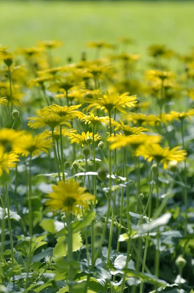 Sárga százszorszépek, leopárdok Bane virág Doronicum tavasszal virágzó — Stock Fotó
