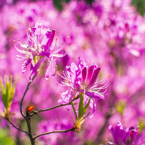 Pink flowers of a rhododendron — Stock Photo, Image