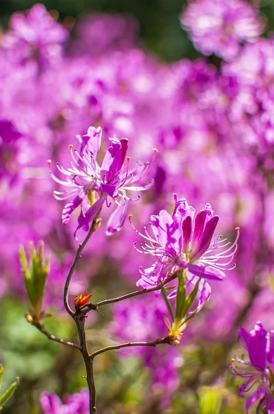 Fiori rosa di un rododendro — Foto Stock