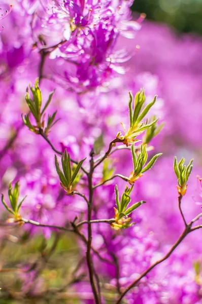粉红色的花朵的杜鹃 — 图库照片