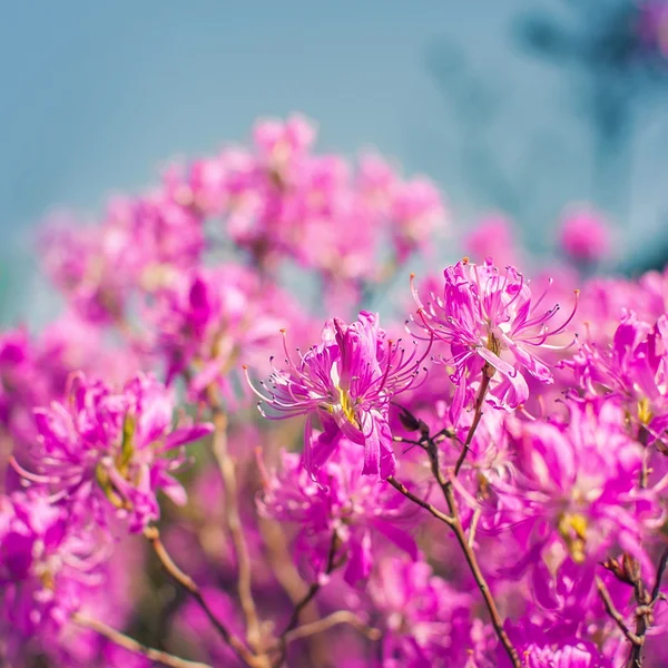 粉红色的花朵的杜鹃 — 图库照片