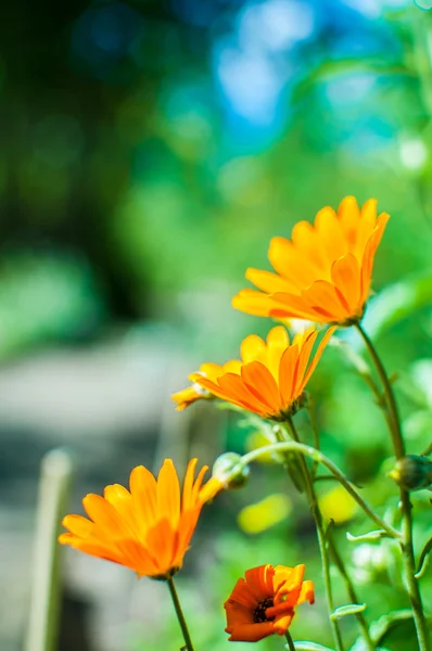 Flores laranja calêndula crescendo no jardim. Calêndula officinalis — Fotografia de Stock