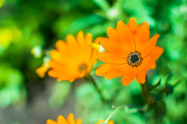 Caléndula flores de color naranja creciendo en el jardín. Caléndula officinalis —  Fotos de Stock