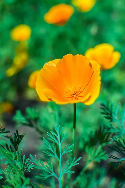 満開の Eschscholzia との明るいオレンジ カリフォルニア ポピー — ストック写真