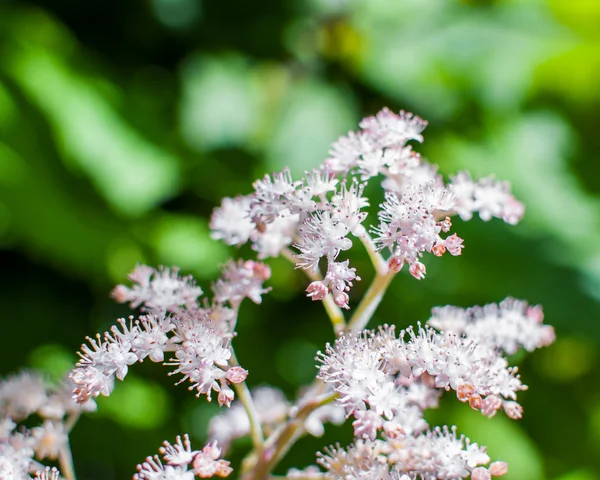 シモツケ属ジャポニカ シモツケの白とピンクの花。選択と集中 — ストック写真