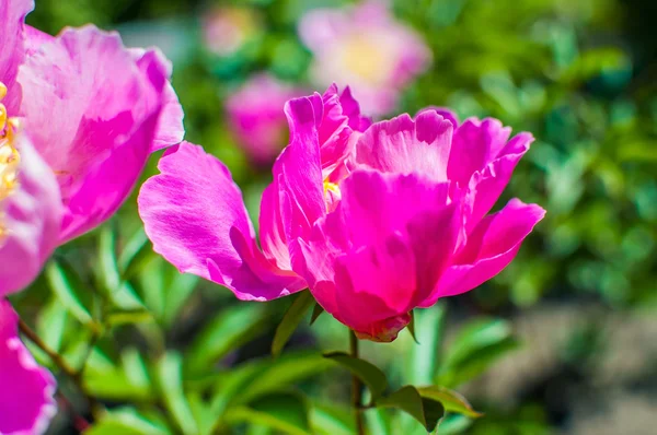 自然の背景にピンクの牡丹の花びらのクローズ アップ. — ストック写真