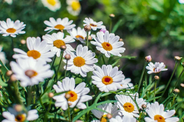 Vit kamomillblommor växer på ängen — Stockfoto