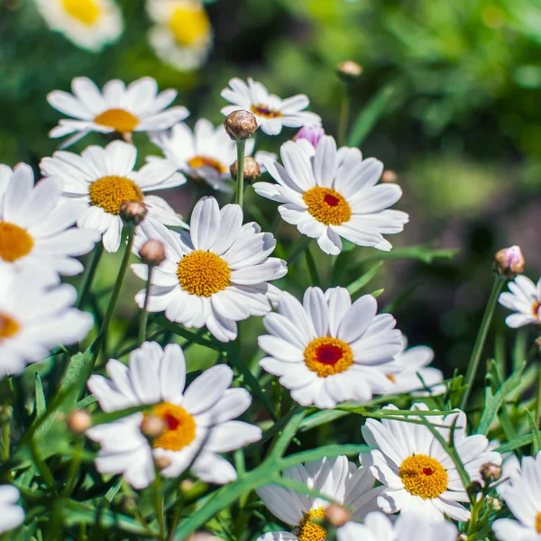 Vit kamomillblommor växer på ängen — Stockfoto