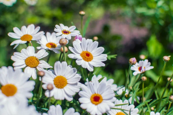 Vit kamomillblommor växer på ängen — Stockfoto