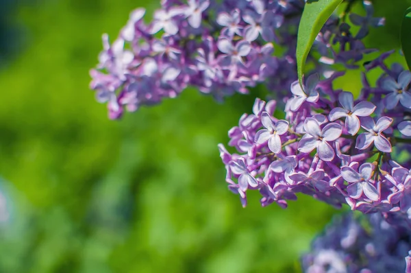 Blooming pink lilac flowers - floral background with free space for text — Stock Photo, Image