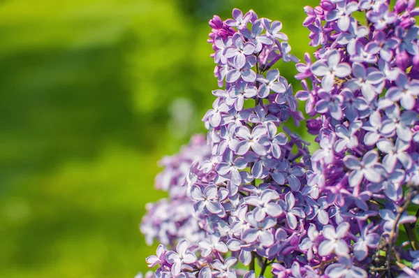 紫丁香花绽放粉色-花卉背景与文本的自由空间 — 图库照片