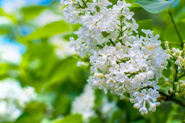 Квітучі білі бузкові квіти квітковий фон з вільним простором для тексту — стокове фото