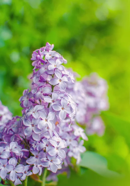 Blooming pink lilac flowers - floral background with free space for text — Stock Photo, Image