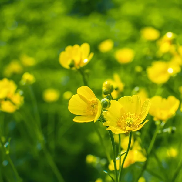 Žluté květy Buttercup v poli. Pryskyřník plazivý — Stock fotografie