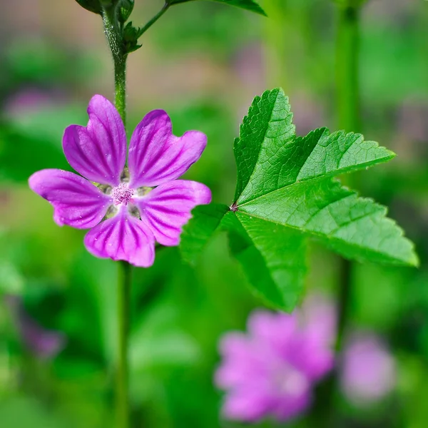 Vue rapprochée de la fleur sauvage d'une mauve au fond naturel. Malva Silvestris — Photo