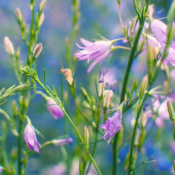 紫色的风铃的小花。林蓝钟花。蓝铃花或风铃花 — 图库照片