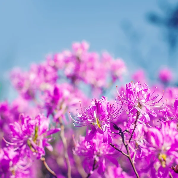 背景をぼかした写真とピンク色のシャクナゲの花のクローズ アップ — ストック写真