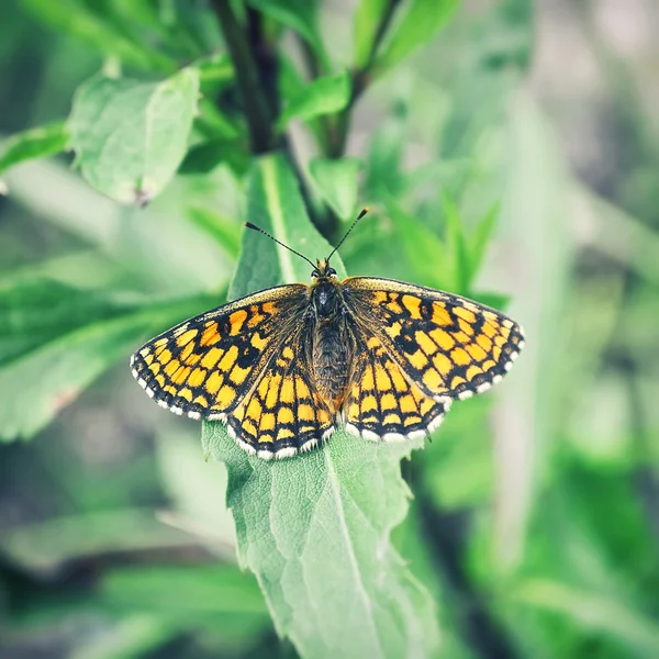 Pomarańczowy motyl siedzi na liście — Zdjęcie stockowe