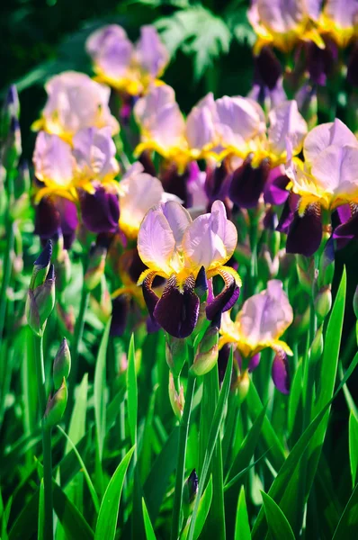 夏に咲くアイリスの花 — ストック写真