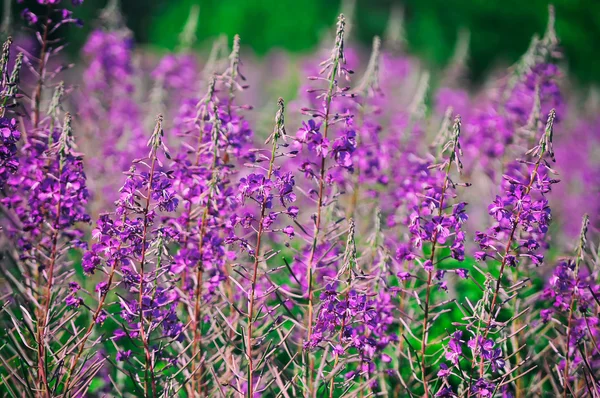 Kwitnący wierzby zioło łąka. Fireweed, dziewięćsił, bezłodygowy, Wierzbówka kiprzyca — Zdjęcie stockowe