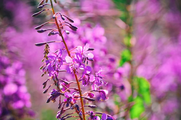 Prado de erva-salgueiro em flor. Chamerion Angustifolium, Fireweed, Rosebay, Willowherb — Fotografia de Stock