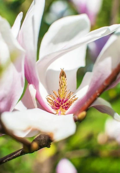 玉兰。春天在公园里绽放着美丽的紫色和白色的花朵 — 图库照片