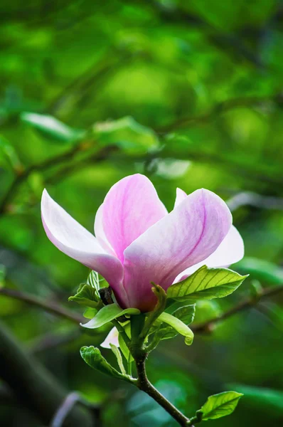 玉兰花，白花与芽春天公园里盛开的美丽紫色 — 图库照片