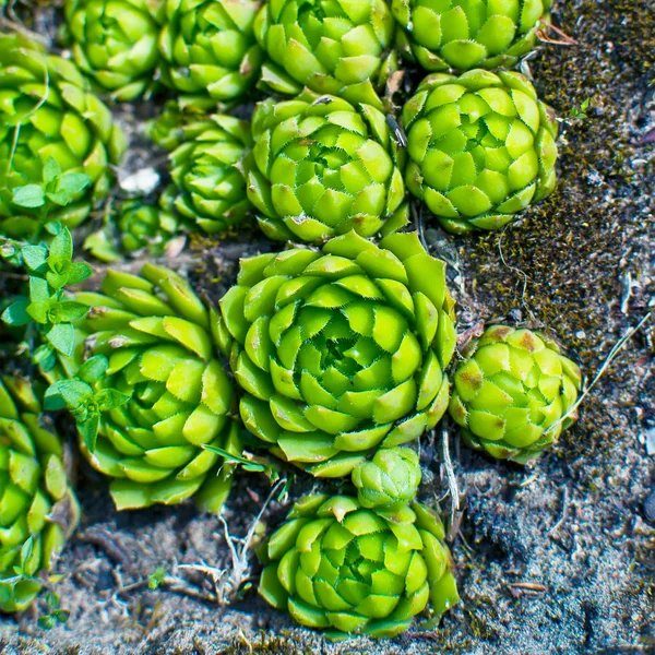 Zamatos növényi Hen-and-Chickens. Crassulaceae. Houseleek. Liveforever — Stock Fotó