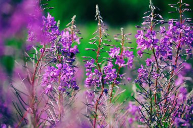 Çiçek açan Willow herb çayır. Chamerion Angustifolium, Fireweed, Rosebay, Willowherb