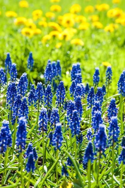 Primeira primavera flores muskari flor azul no fundo bokeh — Fotografia de Stock