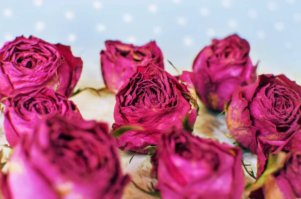 Ξηρό μπουμπούκια του ένα λουλούδι κόκκινα τριαντάφυλλα σε γαλάζιο φόντο θολή — Φωτογραφία Αρχείου