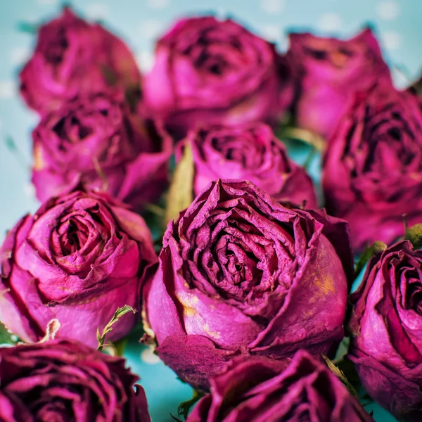 Brotes secos de una flor de rosas rojas sobre fondo azul claro borroso —  Fotos de Stock