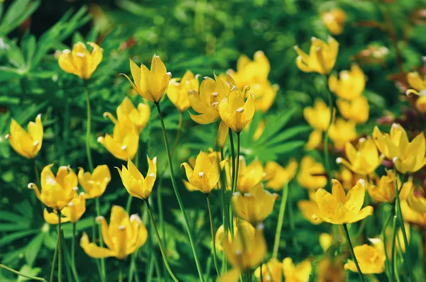 Yellow wild forest tulips spring meadow. Shallow depth focus — Stock Photo, Image