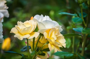 Bahçedeki güzel pembe gül