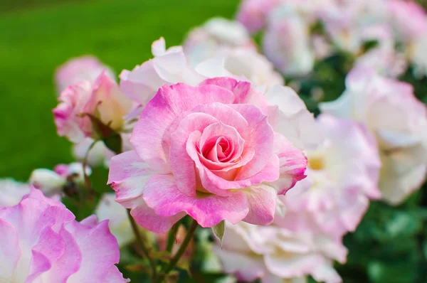 Hermosas rosas rosadas en el jardín Peterhof Palace. San Petersburgo, Rusia —  Fotos de Stock