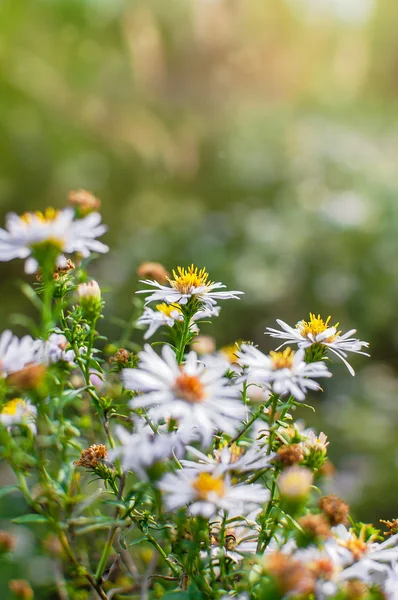 Foto av Europeiska michaelmas daisy Aster amellus med suddiga bokeh bakgrund. Alpine aster, familjen korgblommiga växter — Stockfoto